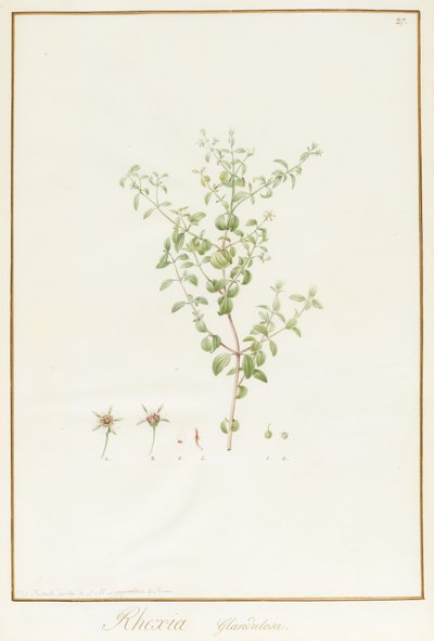 Rhexia Glandulosa by Pierre Joseph Redouté